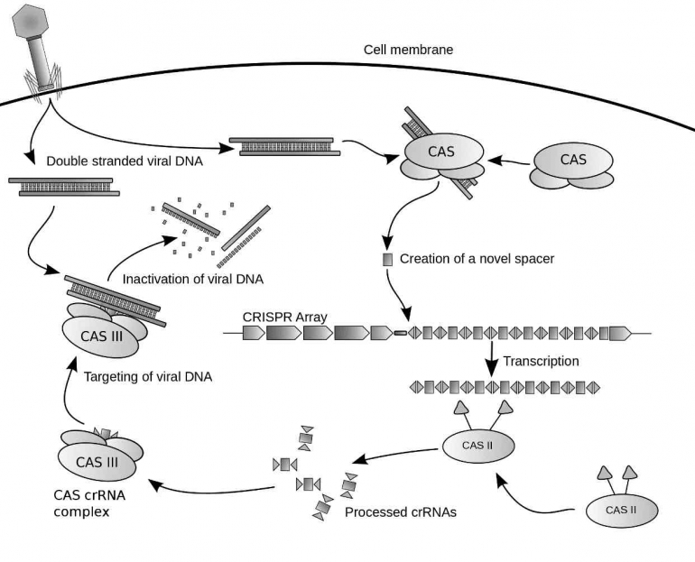 Gambar Cara Kerja Teknologi CRISPR-Cas9 (sumber: https://id.wikipedia.org/wiki/CRISPR/)