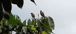 Dokpri, sepasang burung di dahan pohon kelengkeng