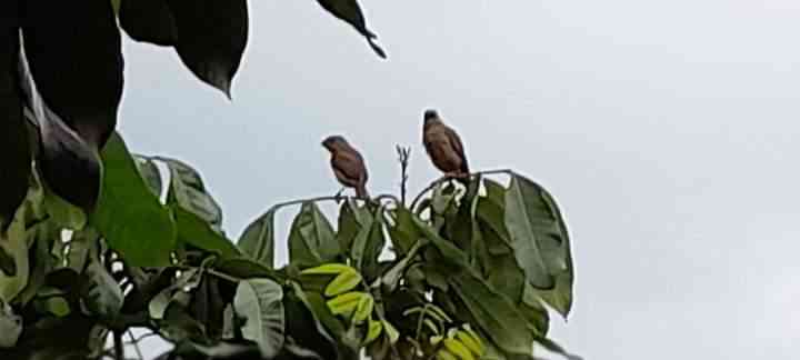 Dokpri, sepasang burung di dahan pohon kelengkeng