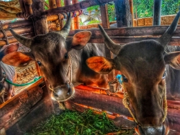 Dua ekor sapi Bali berat 3,2 kuintal harga Rp 6 juta per/ekor sudah perlahan membaik. Yang sebelumnya berbusa, lemas dan tak ada nafsu makan/dokpri
