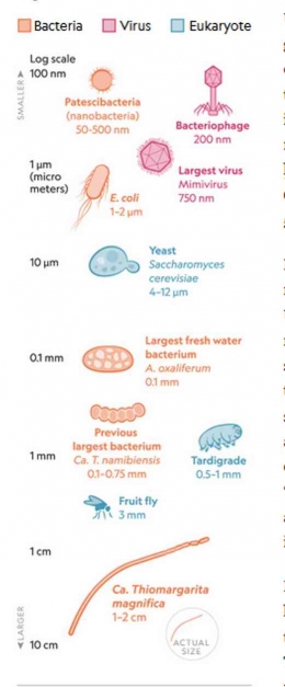 Perbandingan ukuran bakteri raksasa (paling bawah) dengan bakteri, virus dan eukariot lainnya. Sumber : Taylor Maggiacomo, NGM Staff. Source : Jean-Marie Volland et al., Science, June 2022  