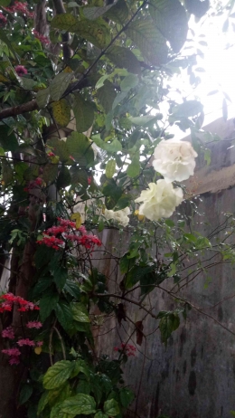 Bunga-bunga di halaman rumah di kampung/Dok pribadi