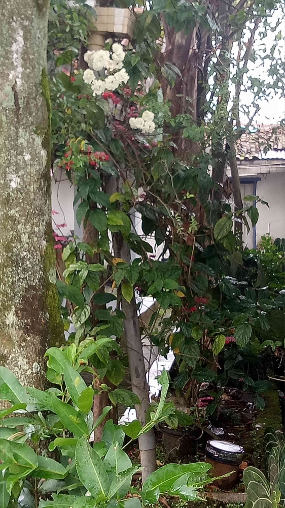 Bunga Ros berbaur dengan pohon jambu merah dan pohon jeruk Bali/Dok Pribadi