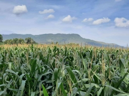 Tanah kawasan Watangan cukup bagus untuk tanaman jagung. Dok. penulis