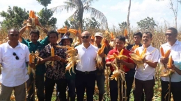 Gubernur NTT ikut memanen tanaman jagung bersama para petani di Sumba Barat Daya. Sumber gambar: Humas Pemprov NTT.