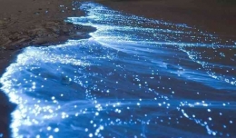 Glowing Sea Shore, California (Steemit.com)