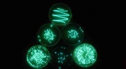 Bioluminescence, cahaya yang dihasilkan oleh bakteri yang memproduksi enzim luciferase, seperti kunang-kunang (Scitechdaily.com)