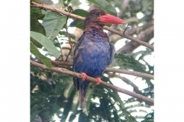 Seekor burung Cekakak Jawa yang hinggap di pohon jambu dekat rumah (Dokpri)