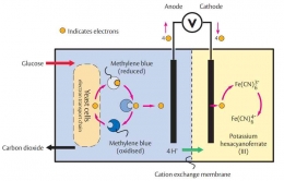 Ilustrasi biobattery dengan mediator. Bakteri berada pada ruang anoda (ncbe.reading.ac.uk).