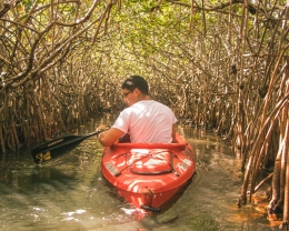 Ilustrasi : wisata hutan mangrove, Photo Credit : Unsplash