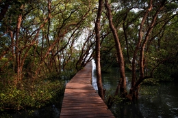 Ilustrasi : hutan bakau (mangrove), Photo Credit: Unsplash