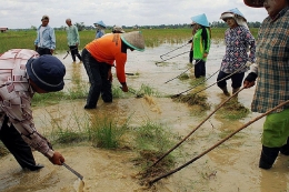 Ilustrasi kegiatan gotong royong petani di sawah. Foto: Kompas.id/Irma Tambunan