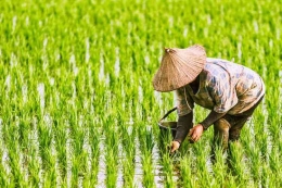 Petani menanam padi di sawah. Sumber foto: Kompas.com