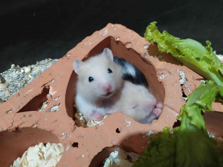 Hamster kami - dokpri