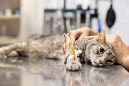 Panleukopenia Penyakit Mematikan Pada Kucing. Sumber: petmd.com 
