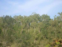 Populasi Huek, Eucalyptus alba yang tumbuh menyebar di daratan Timor. Dok pribadi
