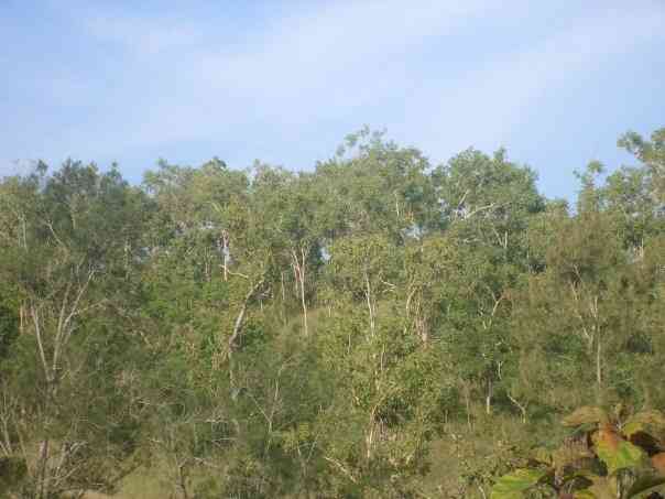 Populasi Huek, Eucalyptus alba yang tumbuh menyebar di daratan Timor. Dok pribadi