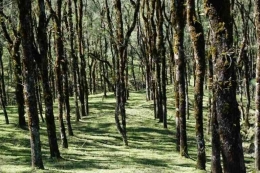 Hutan Ampupu, E. urophilla di Fatumnasi, Timor Tengah Selatan. Dok Honing Alvianto Bana dalam timordestinasi.wordpress.com