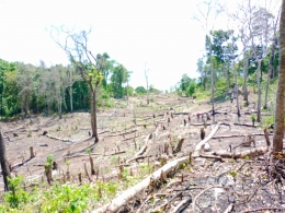 Foto : Pembalakan hutan secara liar di kabupaten Sumba Barat Daya-NTT