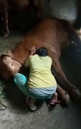 Seorang ibu menangisi sapi limosinnya yang mati terserang PMK. Sumber : foto diolah dari laman facebook Rahma Dani