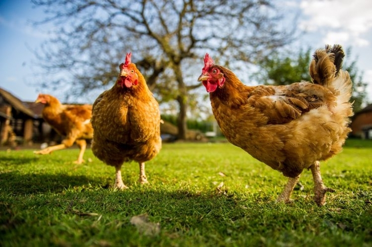 Teknologi pengenalan suara berbasis AI, salah satu penentu keberhasilan budidaya ayam masa depan. Foto: SHUTTERSTOCK/GOODBISHOP via KOMPAS.com