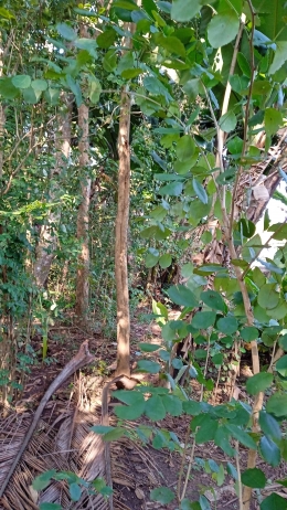 (Dokpri)Sonokeling (Dalbergia latifolia)