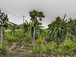 Dokpri: Halaman rumah,petani binaan pak JuminoSerdang Bedagai 