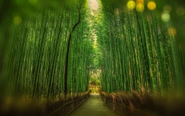 Deretan pohon bambu (Sumber : Pexels/pixabay)