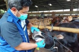 Ilustrasi hewan ternak sapi yang diperiksa apakah terjangkit PMK atau tidak oleh petugas. Sumber: Kompas.com/Bagus Puji Panuntun 