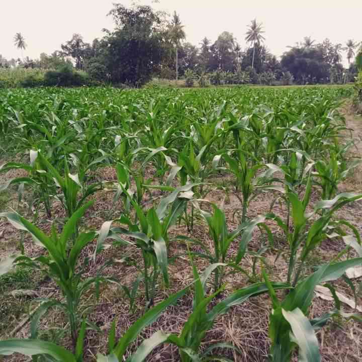 Ladang jagung masyarakat yang merupakan alih fungsi sawah ke ladang. (foto dok damanhuri)