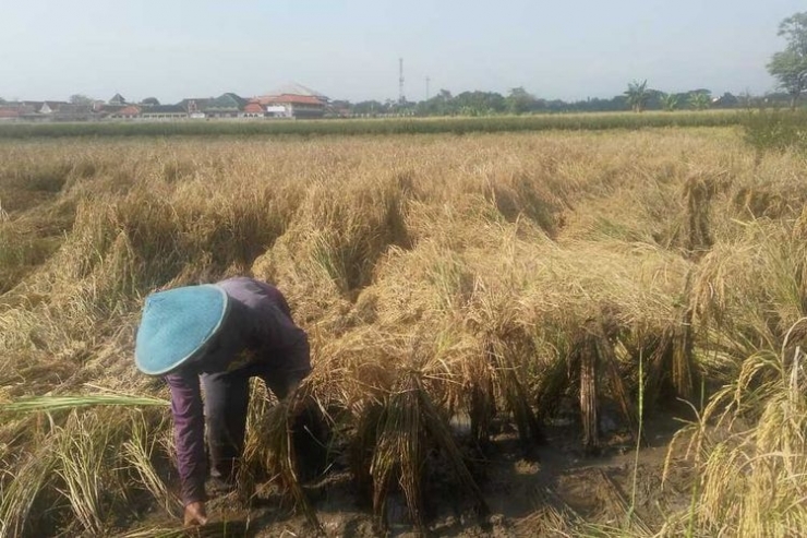 Ilustrasi petani. Sumber: Kompas.com/Slamet Priyatin