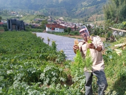 Penulis panen wortel organik menggunakan kompos di Dataran Tinggi Dieng Kab. Wonosobo. Sumber: DokPri