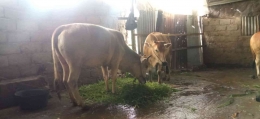 Sapi-sapi yang dipersiapkan untuk Idul Adha 2022 (Foto: Akbar Pitopang)