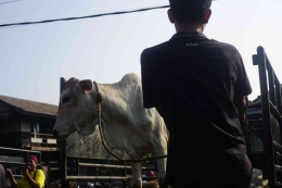Pedagang menurunkan sapi kurban dari truk di Pasar Hewan Jonggol, Kabupaten Bogor, Jawa Barat, Kamis (7/7).
