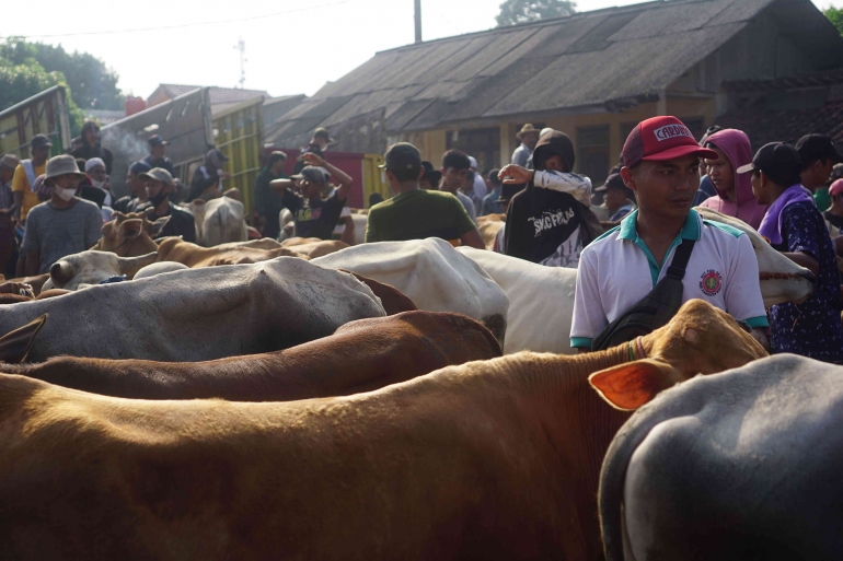 Pedagang menjajalkan hewan ternaknya kepada warga di Pasar Hewan Jonggol, Kabupaten Bogor, Jawa Barat, Kamis (7/7).