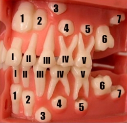 Ilustrasi gambar dari dentalcentr.com.ua