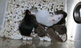 Dorami (warna hitam paling kiri) tikus hasil kloning dari sel kulit kering yang diambil dari ekor. (Photo: University of Yamanashi)