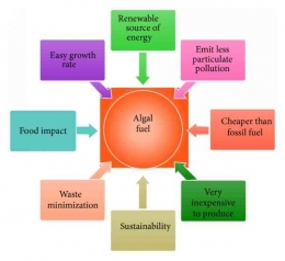 Keuntungan biofuel algae/Sumber : static-02.hindawi.com