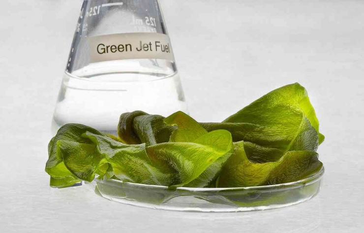 Biofuel alga/Sumber: wikimedia.org