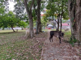 Image: Sebagian sapai qurban yang akan disembelih besok setelah shalat Idul Adha di Negeri Pahang-Malaysia (dokpri)