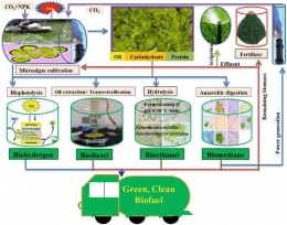 Integrated model for biofuel production from microalgae/ By Samadhan Yuvraj Bagul/Sumber: www.researchgate.net