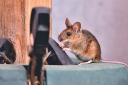 Ilustrasi tikus percobaan penelitian. (sumber: PIXABAY/CAPRI23AUTO via kompas.com)