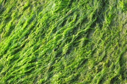 Ilustrasi alga hijau yang bisa dimanfaatkan sebagai alternatif bahan bakar pengganti sawit. Sumber: fraugun/pixabay.com