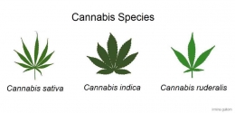 Contoh daun dari beberapa spesies Cannabis (Gambar diolah dari medicalnewstoday.com)