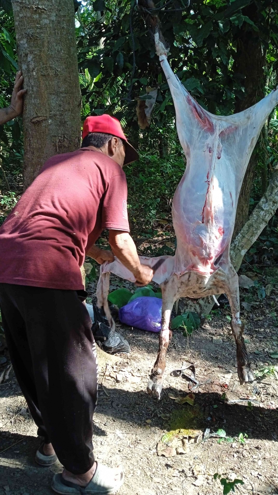 Bapak Supangat yang bertugas menguliti kambing (dokpri) 