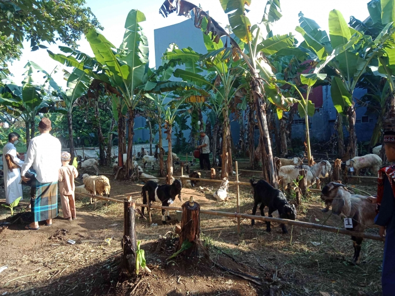 Hewan-hewan kurban di halaman masjid (dokpri)