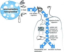 Sirkulasi mikropastik dan nanoplastik dalamtubuh manusia. Sumber: Paul et al 2020, Royal Sciety of Chemestry.