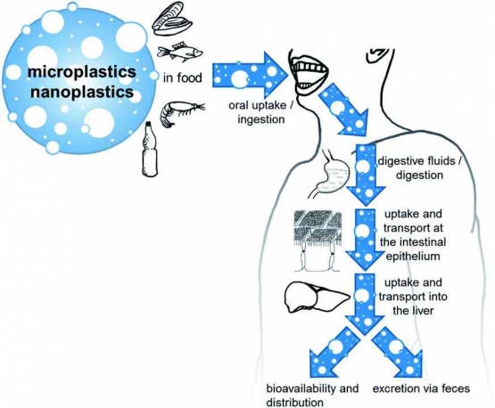 Sirkulasi mikropastik dan nanoplastik dalamtubuh manusia. Sumber: Paul et al 2020, Royal Sciety of Chemestry.