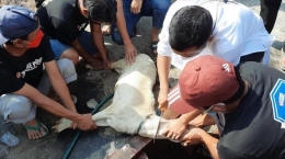 Ilustrasi penyembelihan hewan kurban| Tribunnews.com/Bayu Indra Permana