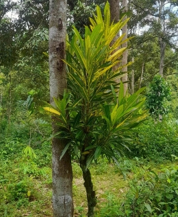 Puring warna hijau kuning ini menjadi tanda bahwa pohon dirian tersebut milik seseorang. Gampong Geunteut, Lhoong, Aceh Besar. Dok pribadi